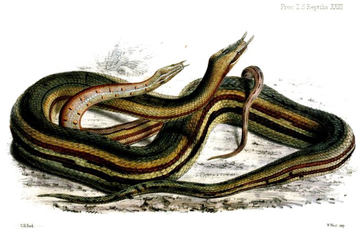 Hopeakolikko 1000 frangia Kamerun 2024 - Serpent Herpeton - Image 3